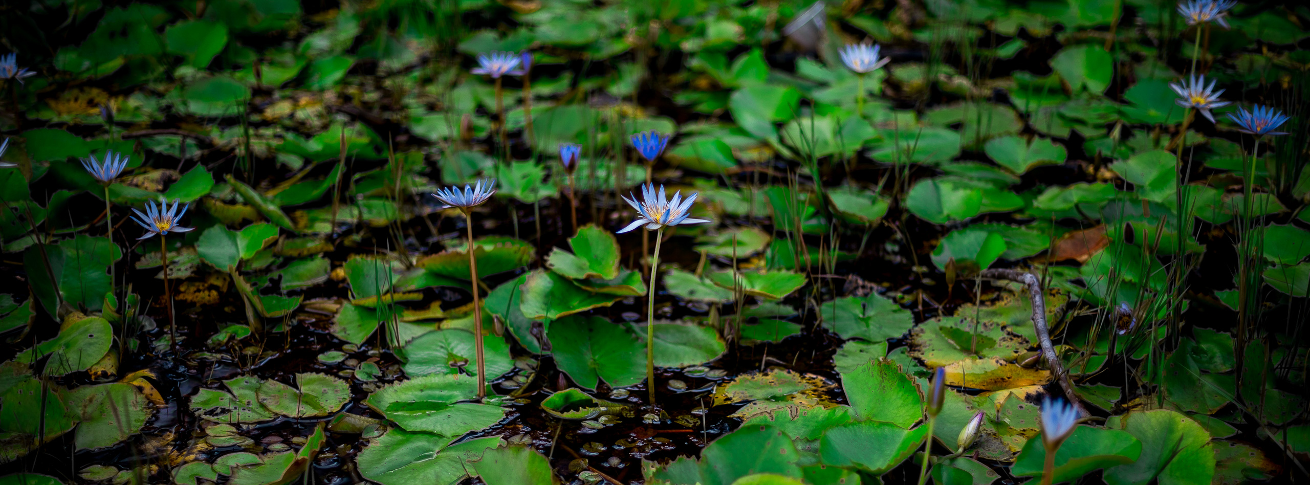 Mauritius - Landscapes