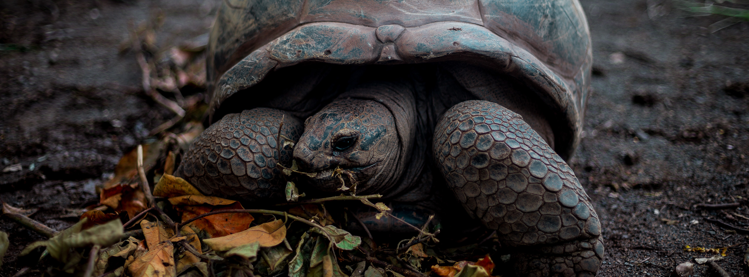 Mauritius - Landscapes